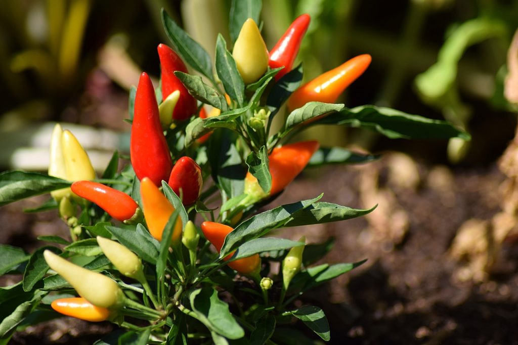 chili pepper, fruit, plant-1783761.jpg